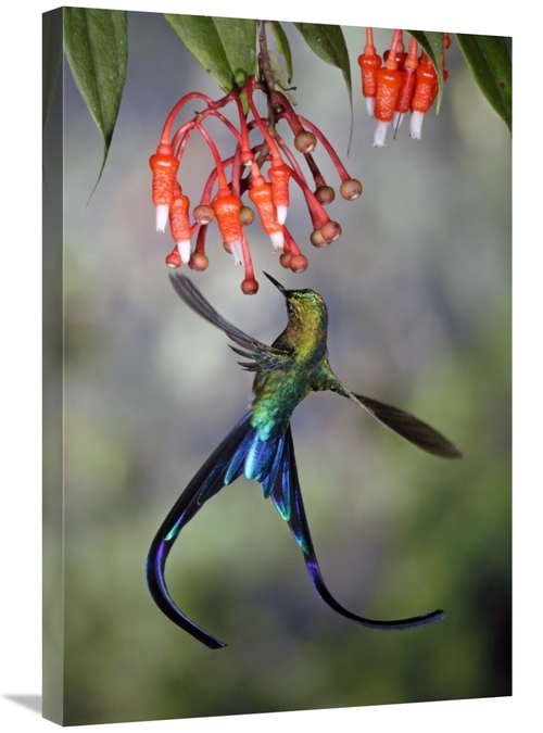 Global Gallery GCS-397223-2030-142 20 x 30 in. Violet-Tailed Sylph Hum