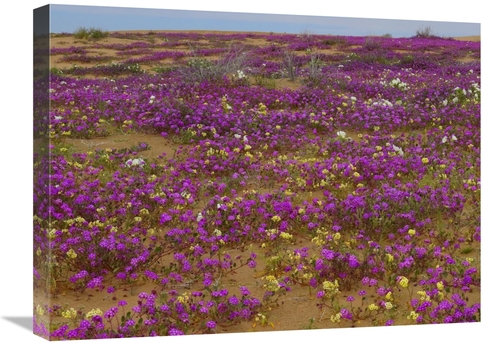 Global Gallery GCS-452102-1824-142 18 x 24 in. Sand Verbena Carpeting 