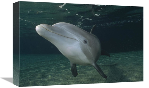 Global Gallery GCS-450665-1218-142 12 x 18 in. Bottlenose Dolphin Unde