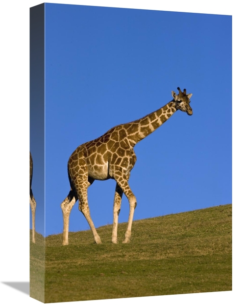 Global Gallery GCS-398145-1218-142 12 x 18 in. Rothschild Giraffe Walk