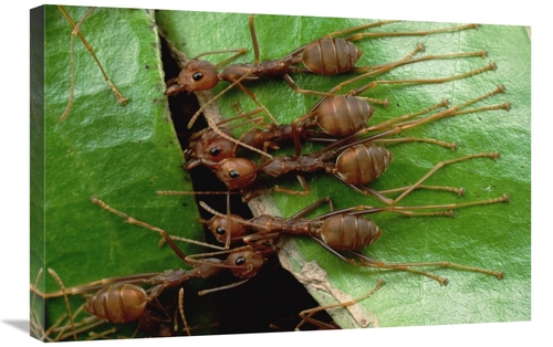 Global Gallery GCS-451008-2030-142 20 x 30 in. Weaver Ants Group Hold 