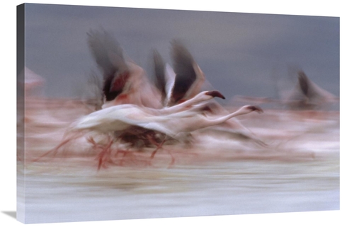 Global Gallery GCS-396776-2436-142 24 x 36 in. Lesser Flamingo Flock T