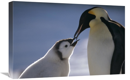 Global Gallery GCS-451125-1624-142 16 x 24 in. Emperor Penguin Parent 