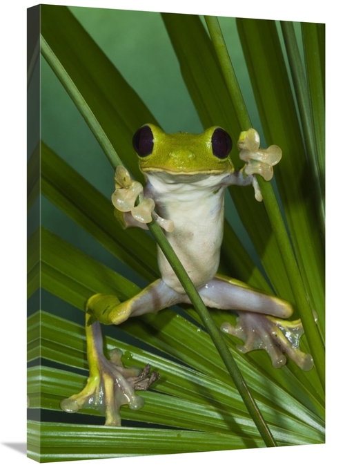 Global Gallery GCS-397899-2030-142 20 x 30 in. Gliding Leaf Frog, 