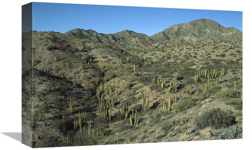 Global Gallery GCS-451706-1218-142 12 x 18 in. Cardon Cactus Forest
