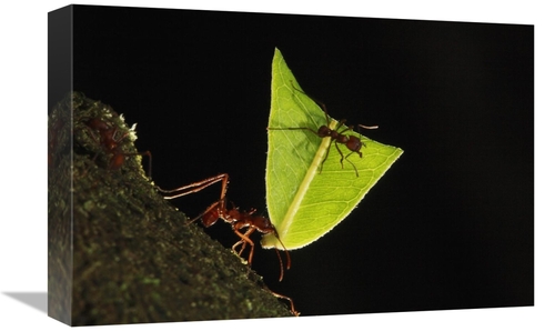 12 x 18 in. Leafcutter Ant Carrying Leaf, Sierra Nevada De Santa M