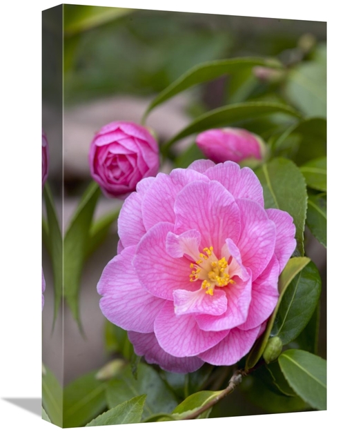 Global Gallery GCS-398363-1218-142 12 x 18 in. Camellia Donation Varie