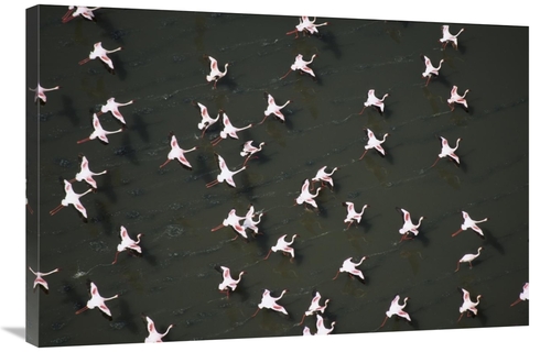 Global Gallery GCS-396778-2436-142 24 x 36 in. Lesser Flamingo Flock T