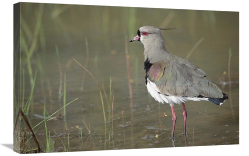 Global Gallery GCS-451474-2030-142 20 x 30 in. Southern Lapwing in Mar