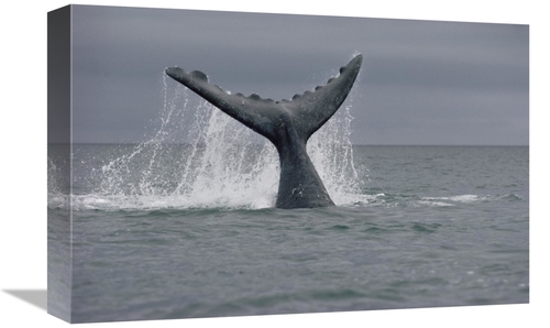 Global Gallery GCS-450649-1218-142 12 x 18 in. Southern Right Whale Ta