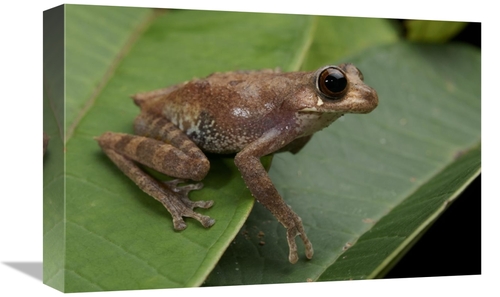 Global Gallery GCS-397539-1218-142 12 x 18 in. Shrub Frog, Sarawak