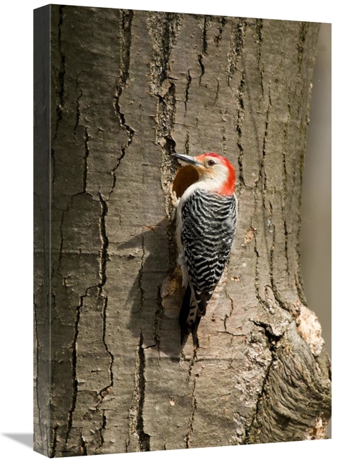 Global Gallery GCS-397421-1624-142 16 x 24 in. Red-Bellied Woodpecker 