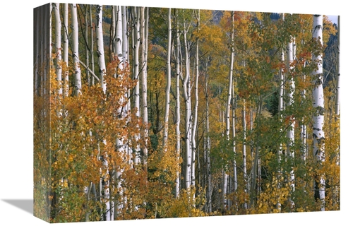 Global Gallery GCS-396870-1216-142 12 x 16 in. Aspen Trees in Fall Col