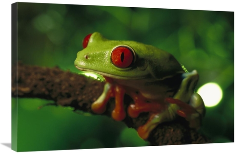 Global Gallery GCS-397508-2436-142 24 x 36 in. Red-Eyed Tree Frog Port