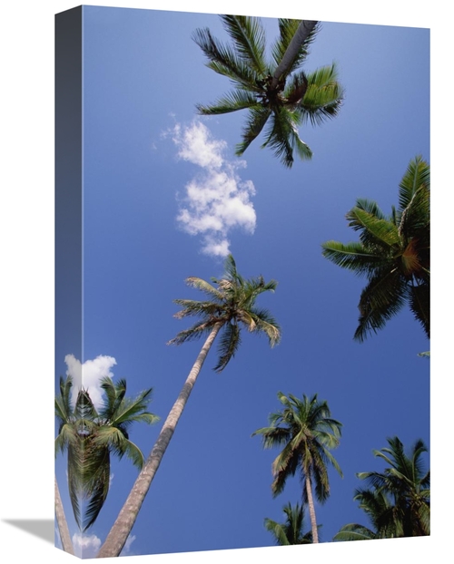 Global Gallery GCS-452418-1218-142 12 x 18 in. Coconut Palm Trees & Bl