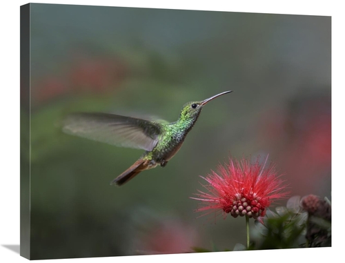 Global Gallery GCS-396566-2228-142 22 x 28 in. Rufous-Tailed Hummingbi