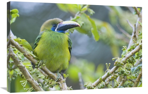Global Gallery GCS-397263-2436-142 24 x 36 in. Emerald Toucanet, C
