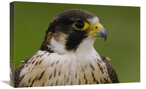 Global Gallery GCS-453105-1624-142 16 x 24 in. Peregrine Falcon Portra