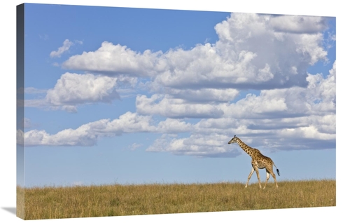 Global Gallery GCS-395332-2436-142 24 x 36 in. Masai Giraffe Walking&#