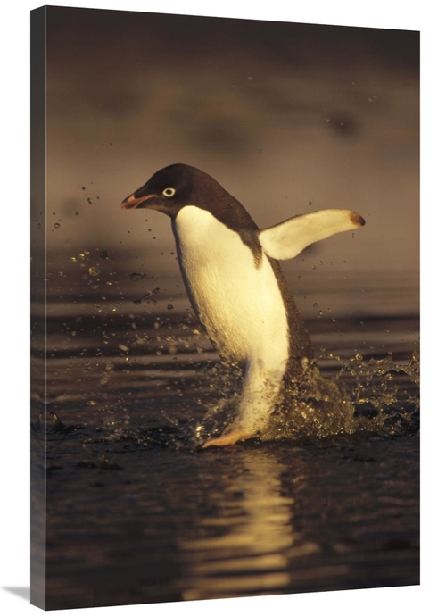 Global Gallery GCS-451260-2436-142 24 x 36 in. Adelie Penguin Commutin