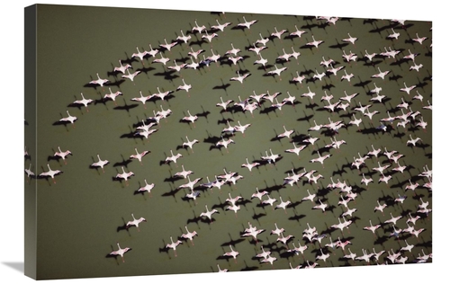 Global Gallery GCS-396410-2030-142 20 x 30 in. Lesser Flamingo Group F