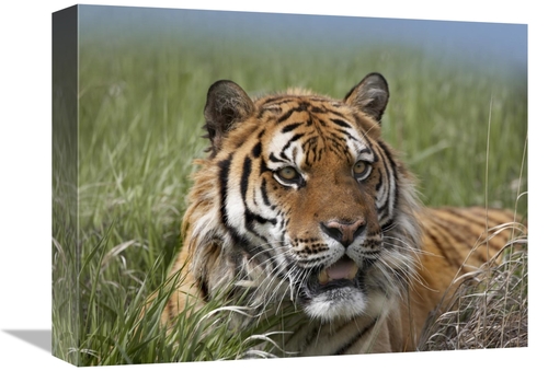Global Gallery GCS-452259-1216-142 12 x 16 in. Siberian Tiger Portrait
