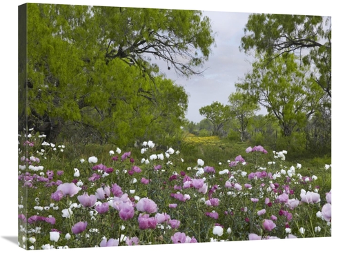 Global Gallery GCS-396326-2432-142 24 x 32 in. Long Pricklyhead Poppy 