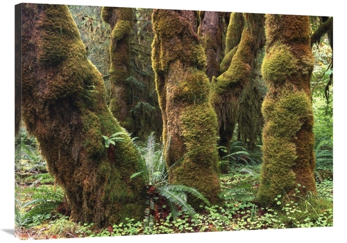 Global Gallery GCS-396838-3040-142 30 x 40 in. Mossy Big-Leaf Maples&#