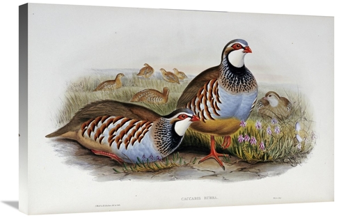 Global Gallery GCS-266419-30-142 30 in. Red Legged Partridges Art Prin