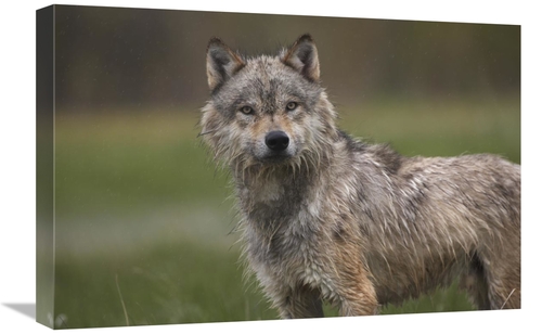 Global Gallery GCS-452263-1624-142 16 x 24 in. Gray Wolf, North Am