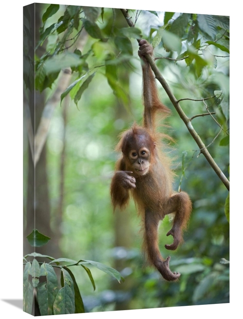 Global Gallery GCS-395877-1624-142 16 x 24 in. Sumatran Orangutan One 