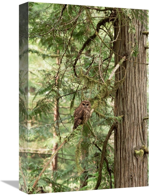 Global Gallery GCS-452740-1218-142 12 x 18 in. Northern Spotted Owl&#4
