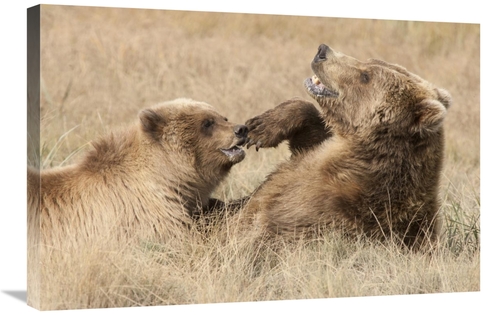 Global Gallery GCS-395447-2030-142 20 x 30 in. Grizzly Bear Mother & C