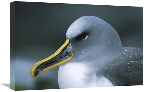 Global Gallery GCS-451670-1624-142 16 x 24 in. Bullers Albatross Breed