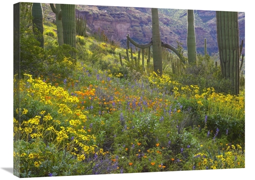 Global Gallery GCS-395937-2432-142 24 x 32 in. Saguaro Amid Flowering 