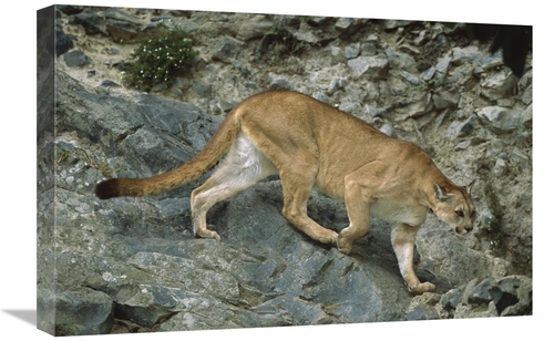 Global Gallery GCS-451743-1624-142 16 x 24 in. Mountain Lion Crossing 