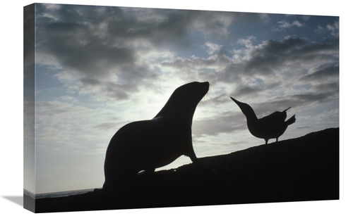 Global Gallery GCS-451266-1624-142 16 x 24 in. Galapagos Fur Seal Pup 