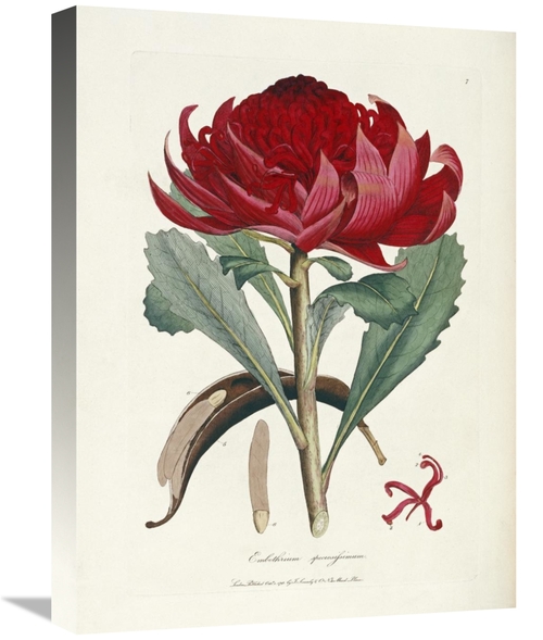 Global Gallery GCS-267316-22-142 22 in. A Specimen of the Botany of Ne