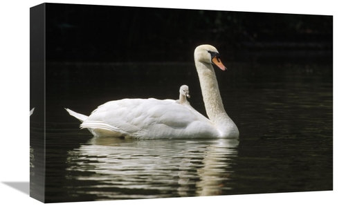 Global Gallery GCS-452491-1218-142 12 x 18 in. Mute Swan with Chicks&#