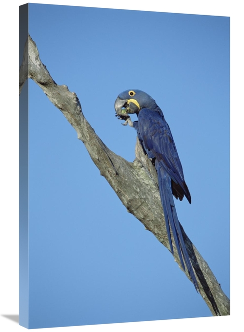 Global Gallery GCS-451468-2030-142 20 x 30 in. Hyacinth Macaw in Tree&