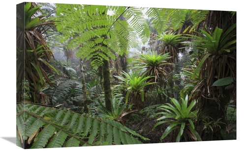 Global Gallery  16 x 24 in. Bromeliad & Tree Fern At 1600 Meters Altit