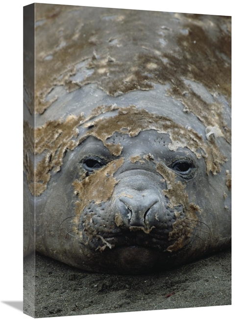 Global Gallery GCS-452452-1624-142 16 x 24 in. Southern Elephant Seal 