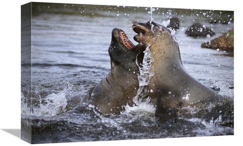 12 x 18 in. Hookers Sea Lion Cow Sparring with Young Bull, Campbel