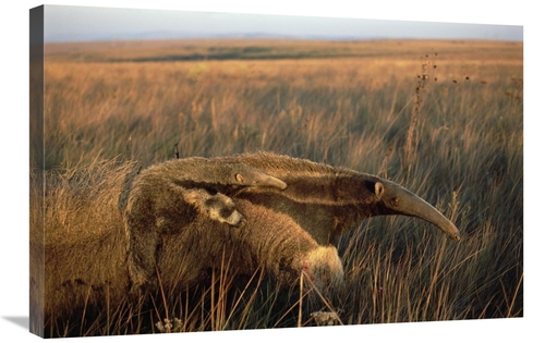 Global Gallery GCS-451580-2030-142 20 x 30 in. Giant Anteater Carrying