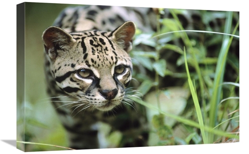 Global Gallery GCS-396129-1624-142 16 x 24 in. Ocelot Portrait, Be