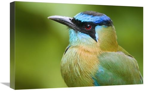 Global Gallery GCS-397274-1624-142 16 x 24 in. Blue-Crowned Motmot&#44