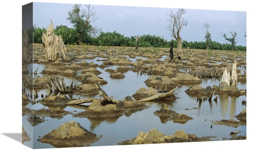 Global Gallery GCS-398121-1218-142 12 x 18 in. Mangrove in Mahakam Del