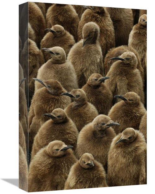 Global Gallery GCS-398285-1218-142 12 x 18 in. King Penguin Chicks,