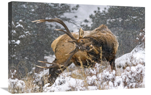 Global Gallery GCS-486483-30-142 30 in. Clearing his Antlers Art Print