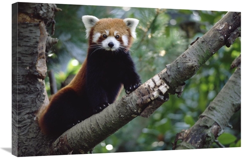 Global Gallery GCS-452877-2436-142 24 x 36 in. Lesser Panda Sitting on